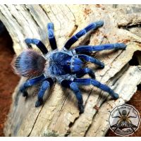 Pterinopelma sazimai/Iridescent blue 1fh (1cm)